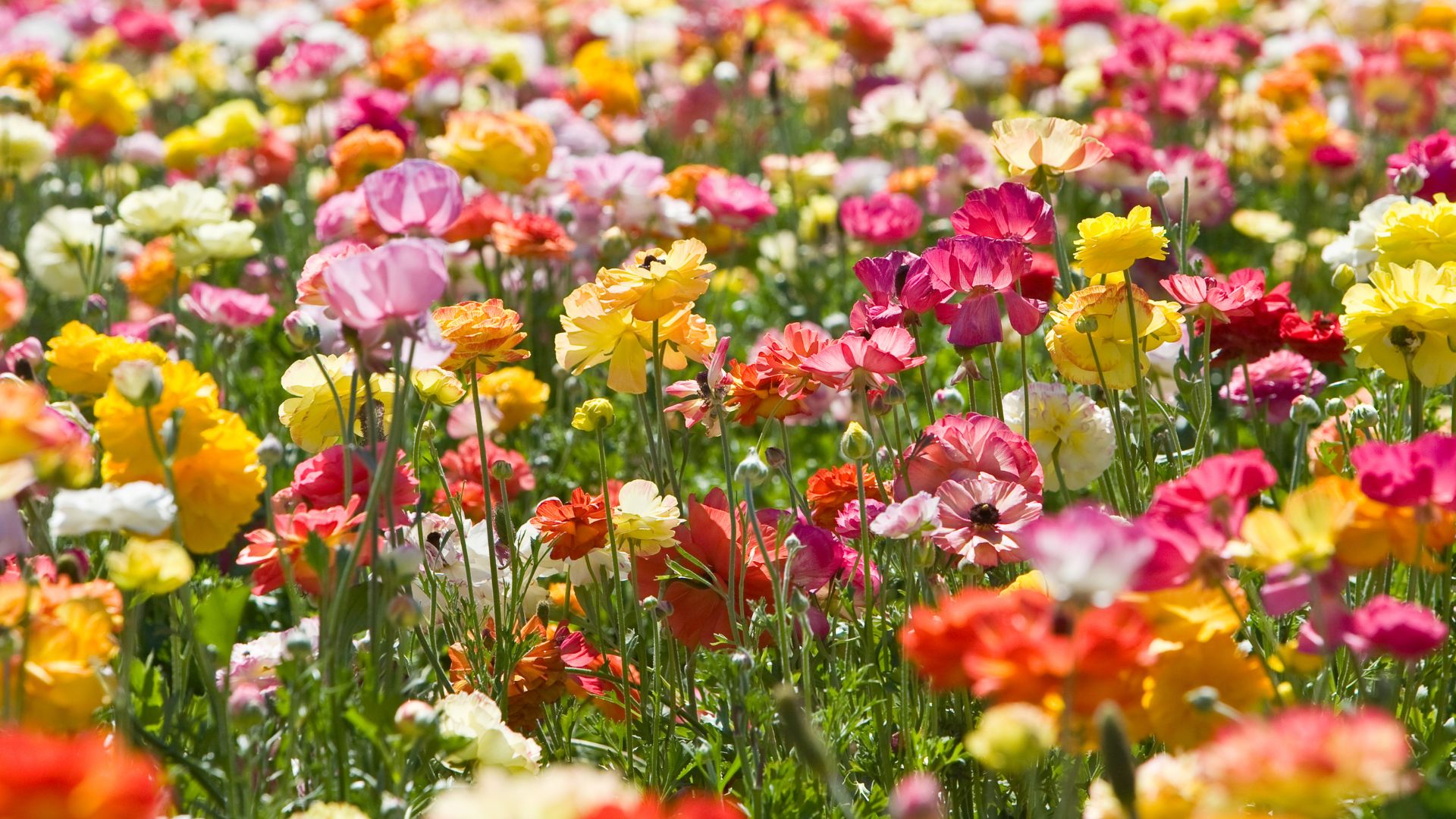 Restore Our Joy